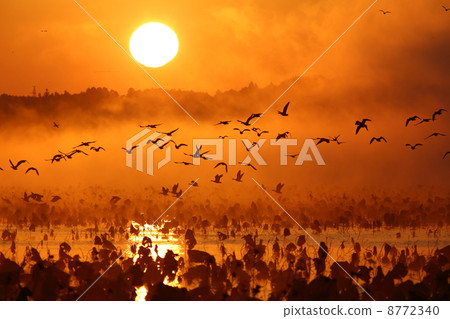 Dawn of Izunuma Dawn of Izunuma 8772340