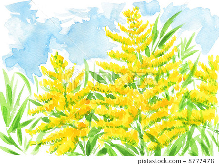 canada goldenrod, solidago canadensis, bloom 8772478