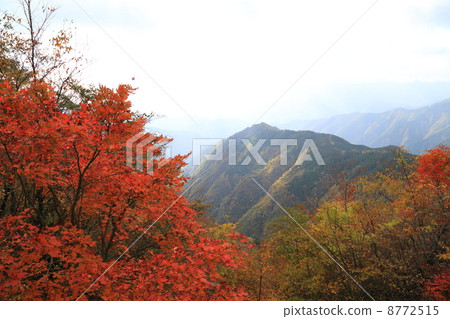 Otagichihara，秋天。 8772515