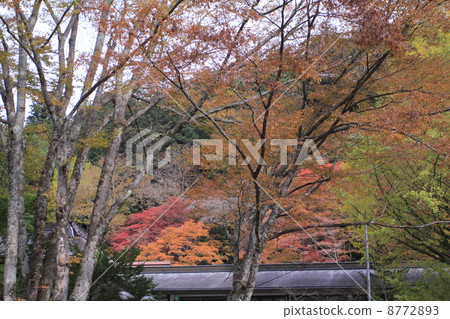 Koginu神社的秋天 8772893