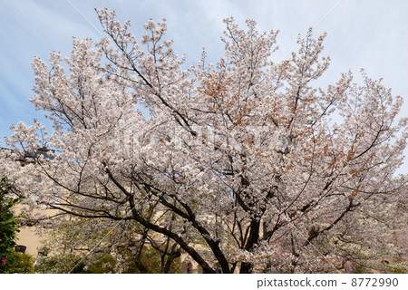 舊主樓京都櫻花 舊主樓京都櫻花 8772990