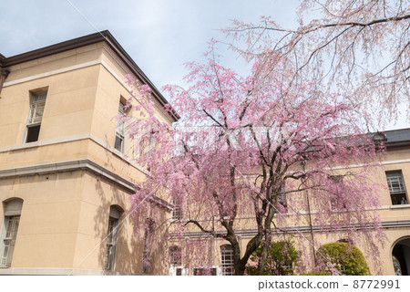 京都府政府舊主樓Red Yae Heavy-duto Sakura 京都府政府舊主樓Red Yae Heavy-duto Sakura 8772991