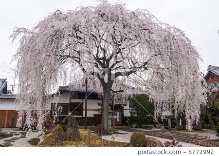 本町寺安德伍德櫻花 8772992