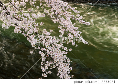 琵琶湖dilobia櫻花樹 8773021