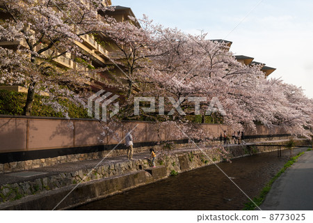 Cherry blossom trees of Lake Biwa hydrophobia Cherry blossom trees of Lake Biwa hydrophobia 8773025