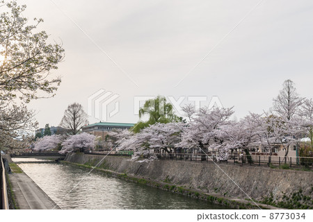 Cherry blossom trees of Lake Biwa hydrophobia Cherry blossom trees of Lake Biwa hydrophobia 8773034