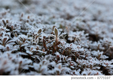 Frost Frost 8773107