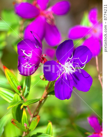 Shikono Button(紫色Konno牡丹):巴西·蜘蛛·花 Shikono Button(紫色Konno牡丹):巴西·蜘蛛·花 8774211