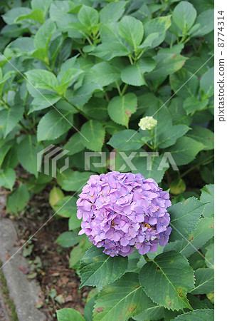 Hydrangea 103 8774314