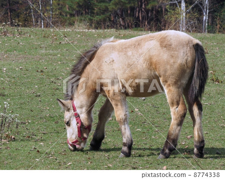 Kisozo Horse Kisozo Horse 8774338