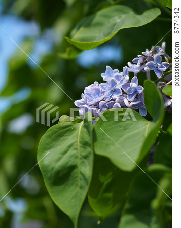 Lilac Lilac 8774342