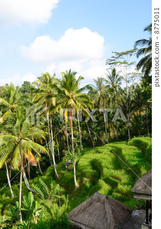 Tegallaran · Rice Terrace 8775011