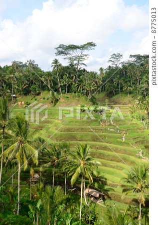 Tegallaran·Rice Terrace 8775013