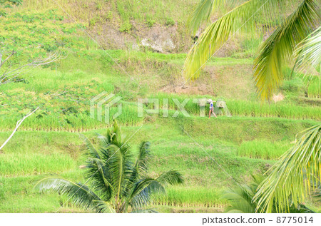 Tegallaran · Rice Terrace Tegallaran · Rice Terrace 8775014