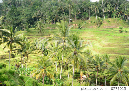 Tegallaran · Rice Terrace Tegallaran · Rice Terrace 8775015