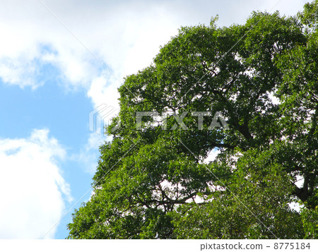 Blue sky and tree Blue sky and tree 8775184