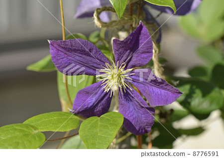 Clematis 8776591