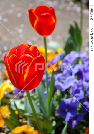 Tulip Tulip 8776601