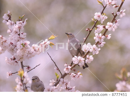 Spring Urara Ume plum loves Komukudari 8777451