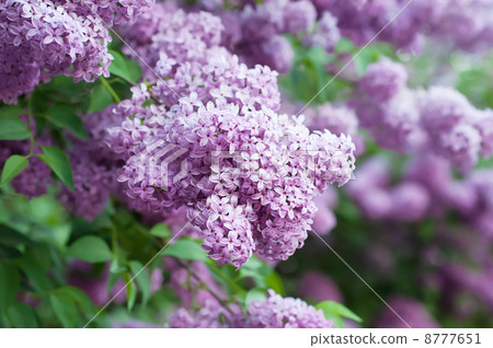 Branch of lilac flowers 8777651