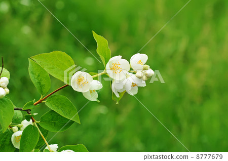 Jasmine flower Jasmine flower 8777679