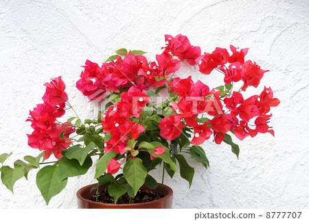 Bougainvillea 8777707