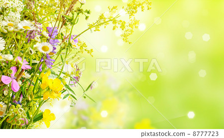 Summer flowers Summer flowers 8777723