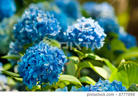 Hydrangea flowers Hydrangea flowers 8777898