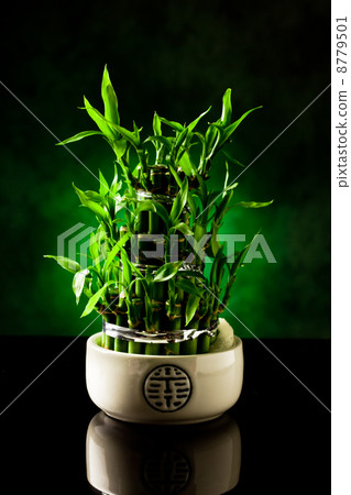 Bamboo plant Bamboo plant 8779501