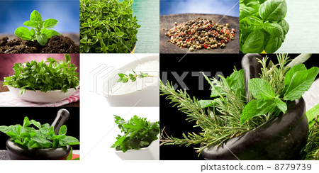 Herbs collage 8779739