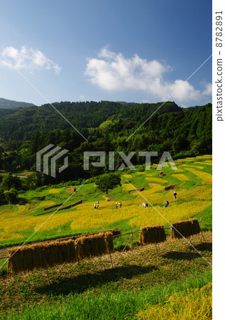 Oyama Senjita 8782891