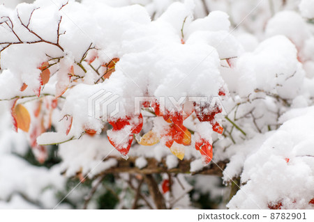 First snow in the forest in autumn 8782901