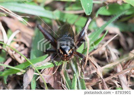 Emma cricket seen from the front 8783901