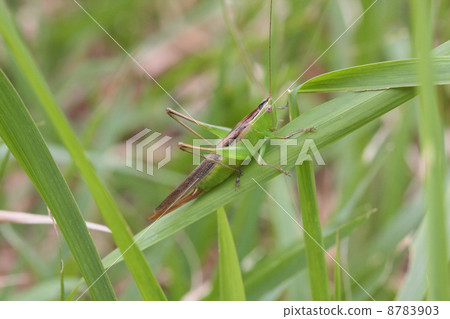 Female of Hoshisaki 8783903