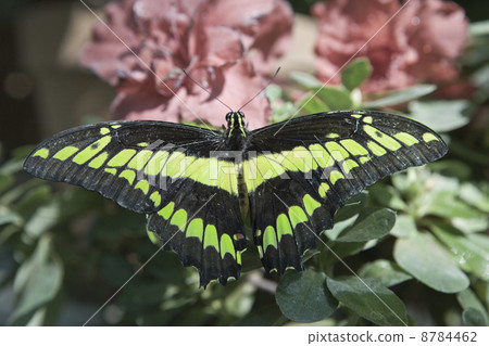 butterfly 8784462