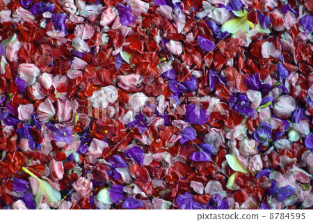 巴厘島/花浴 8784595