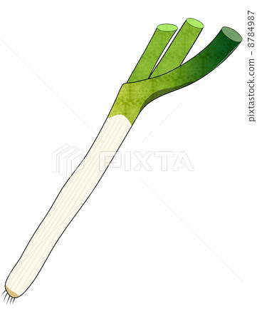 Japanese leek  Japanese leek  8784987