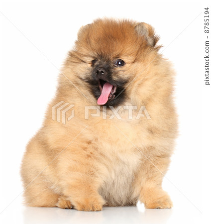 Happy dog Happy dog 8785194