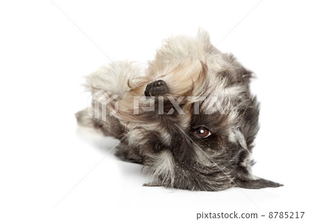 Miniature schnauzer on white background Miniature schnauzer on white background 8785217