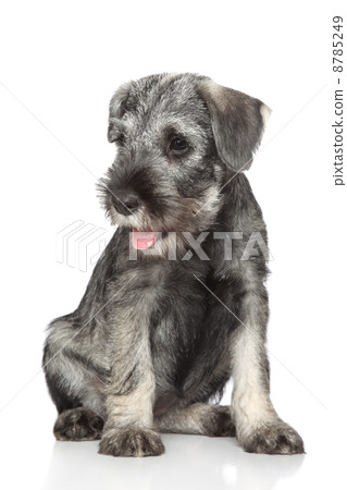 Standard schnauzer puppy 8785249