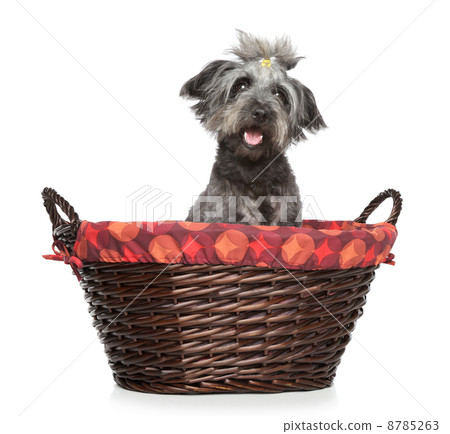Lhasa Apso dog in wattled basket Lhasa Apso dog in wattled basket 8785263