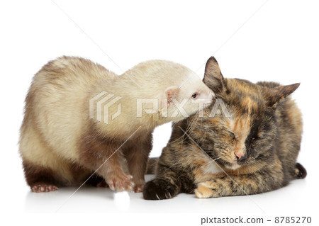 Cat and ferret plays on a white background Cat and ferret plays on a white background 8785270