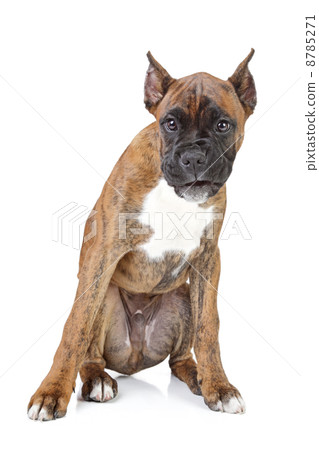 Boxer puppy on a white background Boxer puppy on a white background 8785271