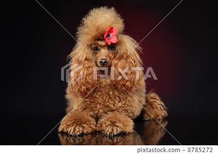 Red toy poodle puppy 8785272