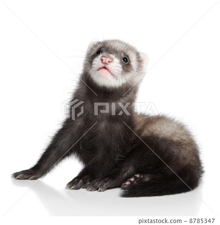 Ferret puppy Ferret puppy 8785347