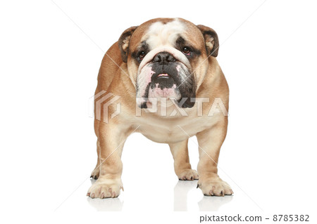 English bulldog. Front view English bulldog. Front view 8785382
