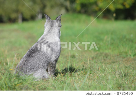 Dog waits for owner 8785490