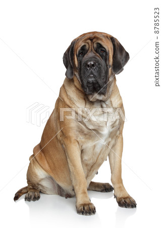 English Mastiff dog English Mastiff dog 8785523