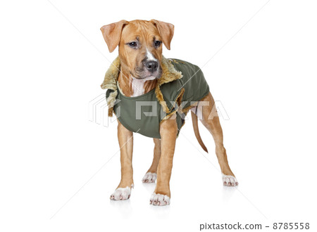 Staffordshire terrier puppy on a white background 8785558