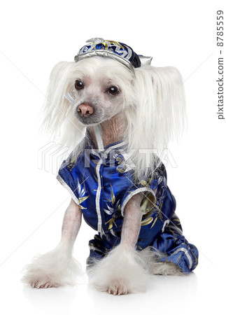 Chinese Crested dog sitting on a white background 8785559
